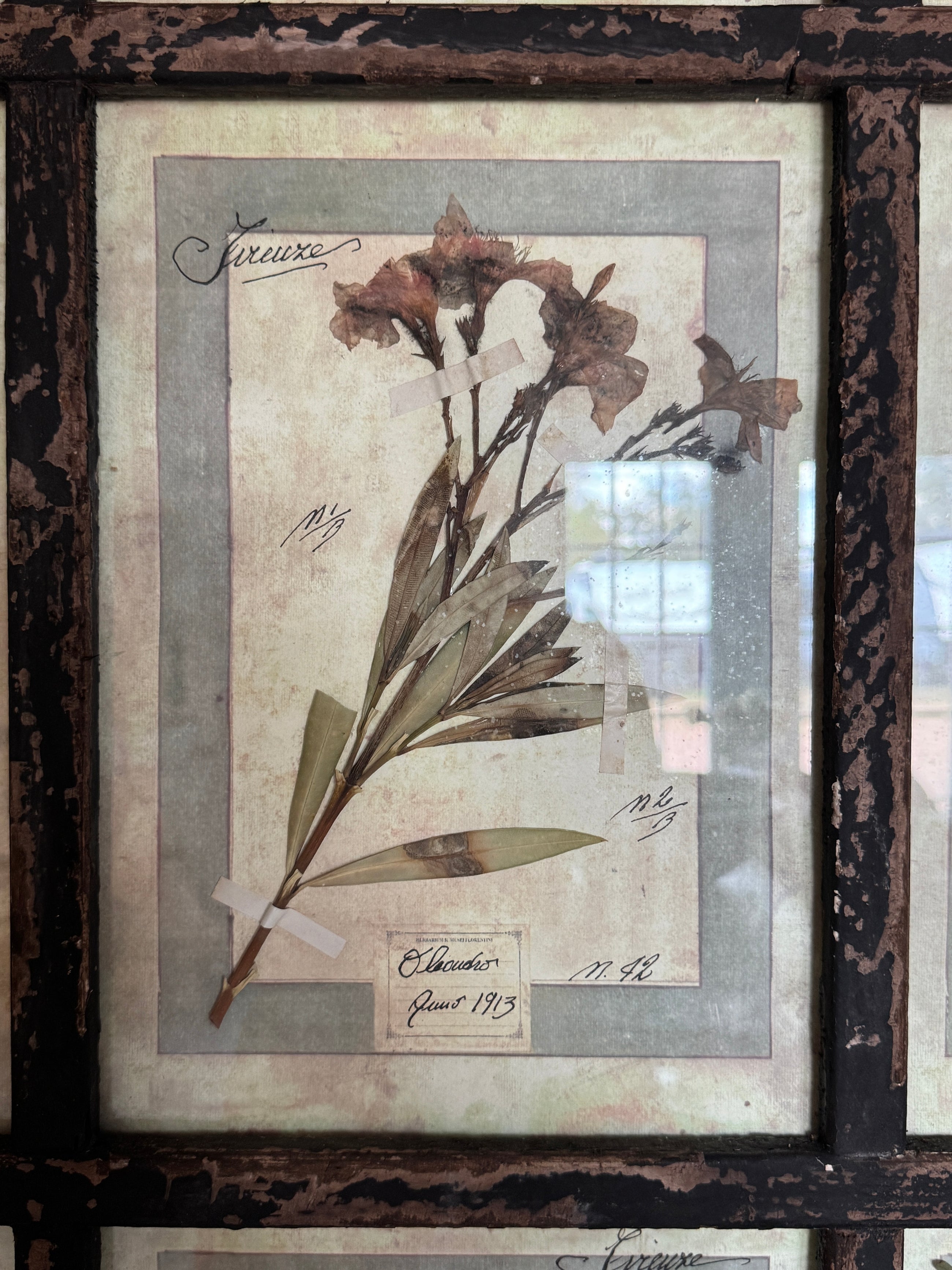 French Pressed Botanical Grouping in Distressed Frame