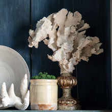 Coral Mounted on Antique Fragment