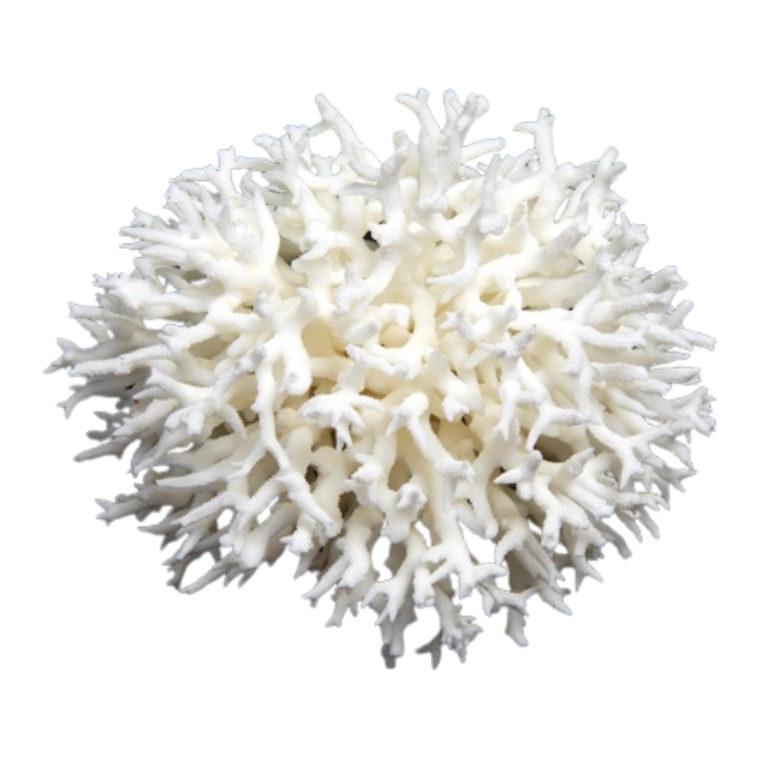 Birds nest Coral